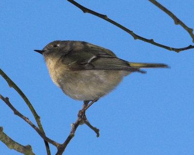 Ruby-crowned Kinglet