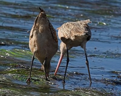 Marbled Godwits - feeding behavior