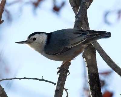 White-breasted Nuthatch - male