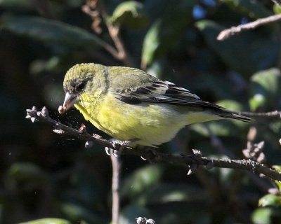 Lesser Goldfinch