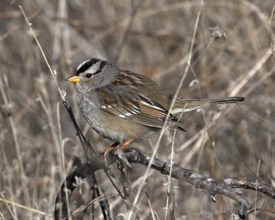 White Crowned Sparrow