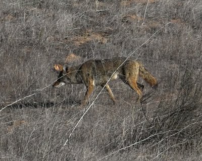 Coyote