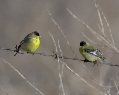 Lesser Goldfinch