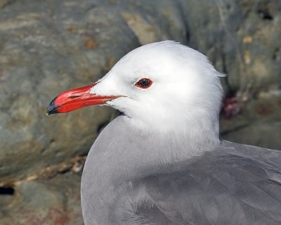 Heermann's Gull