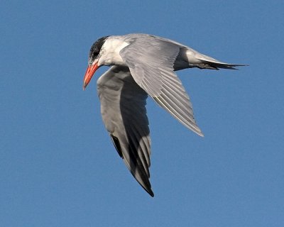 Caspian Tern