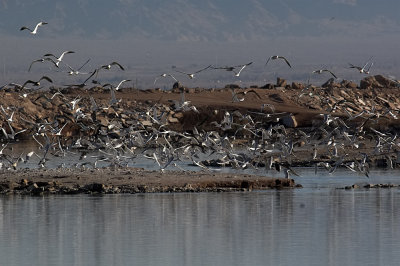 Caspian Tern Colony