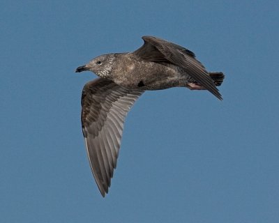 Herring Gull - Juvenile bird