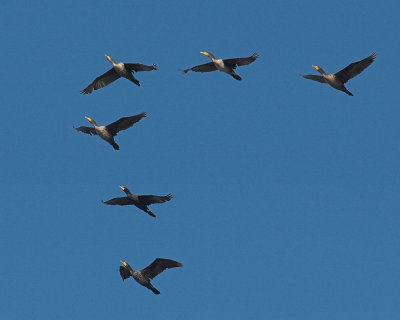 Double-crested Cormorants