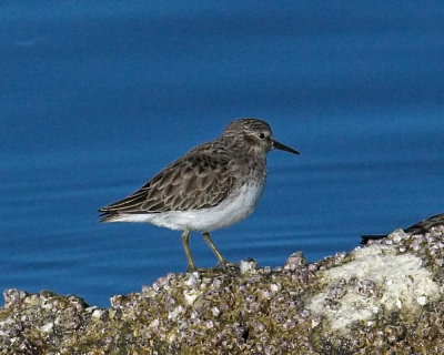 Least SandPiper