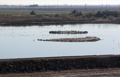 Duck Ponds