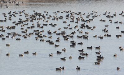 Duck Ponds -
