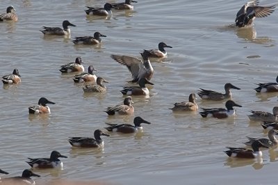 Northern Shovelers and American Wigeons