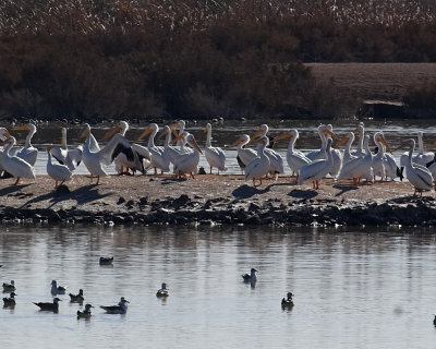 Pelican Island