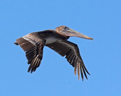 Brown Pelican - immature