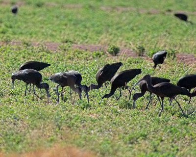 White-faced Ibis