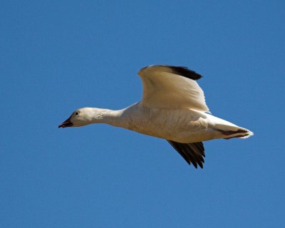 Snow Goose