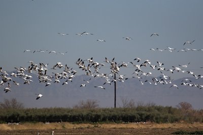 Snow Geese