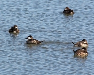 Ruddy Ducks