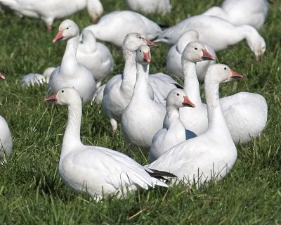 Snow Geese