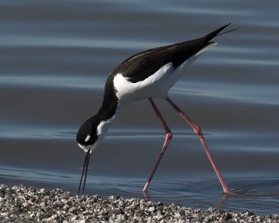 Black-necked Stilt