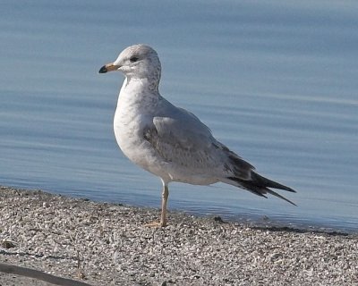 One-legged Ring-billed Gull