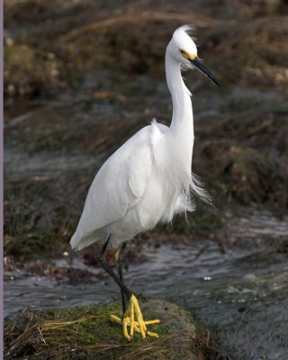 Snowy Egret