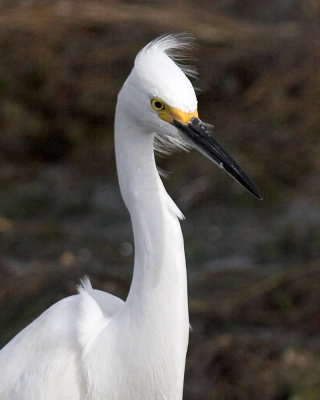 Snowy Egret