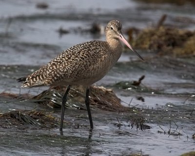 Marbled Godwit