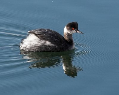 Eared Grebe