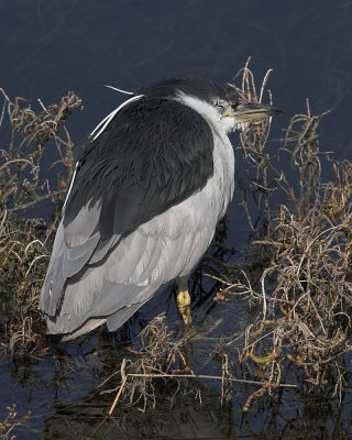 Black-crowned Night Heron