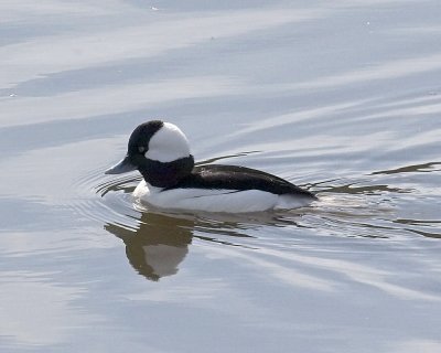 Bufflehead -male