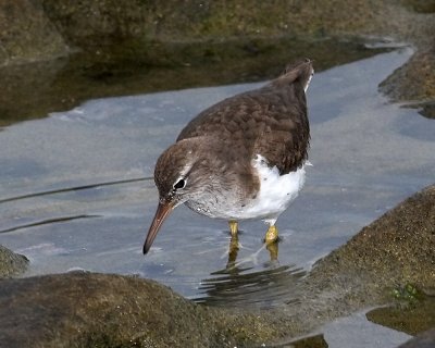 Spotted Sandpiper