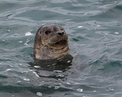 Harbor Seal