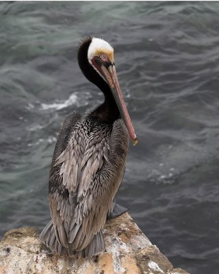 Brown Pelican - adult breeding