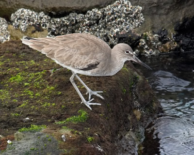 Willet