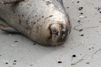 Harbor Seal