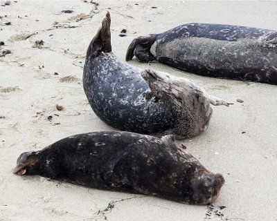 Harbor Seal