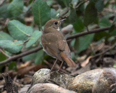 Hermit Thrush