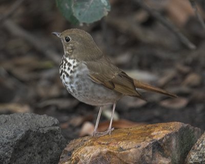 Hermit Thrush