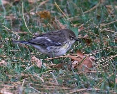 Yellow-rumped Warbler Audobon's Warbler