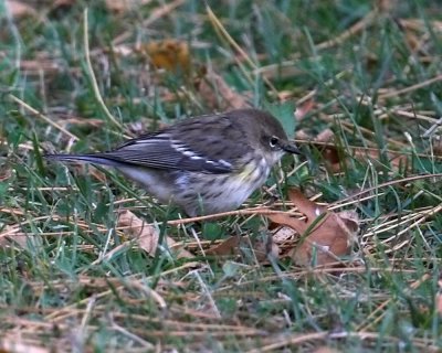 Yellow-rumped Warbler Audobon's Warbler