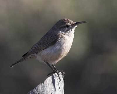 Bewick's  Wren