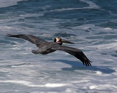 Brown Pelican