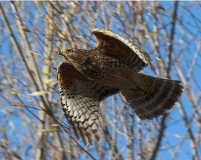 Red-shouldered Hawk