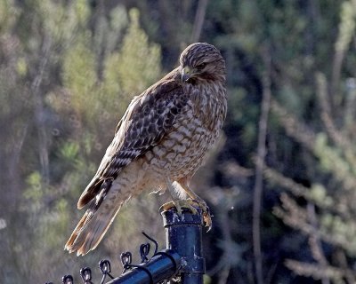 Red-shouldered Hawk