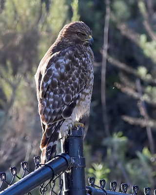 Red-shouldered Hawk
