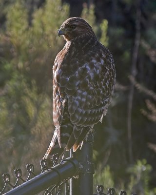 Red-shouldered Hawk
