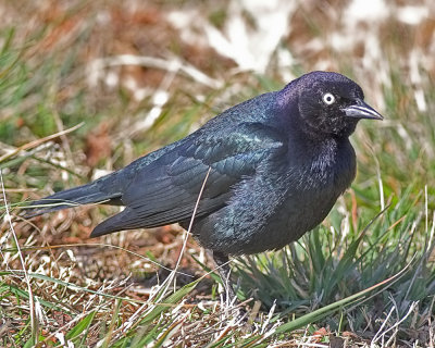 Brewer's Blackbird - male