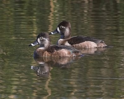 Ring-necked Duck