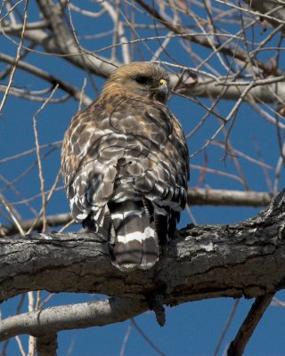 Red-shouldered Hawk